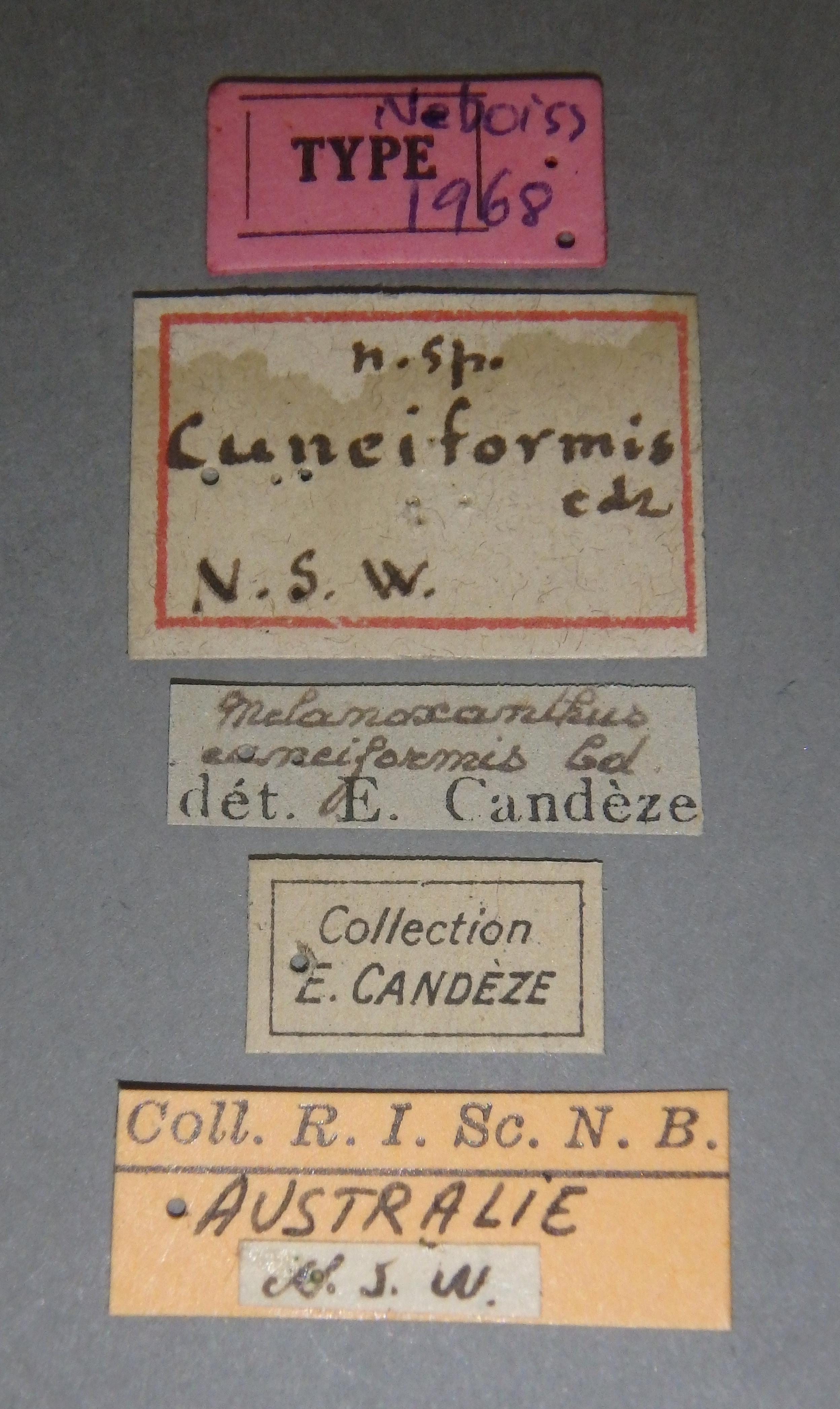 Melanoxanthus cuneiformis t Lb.jpg