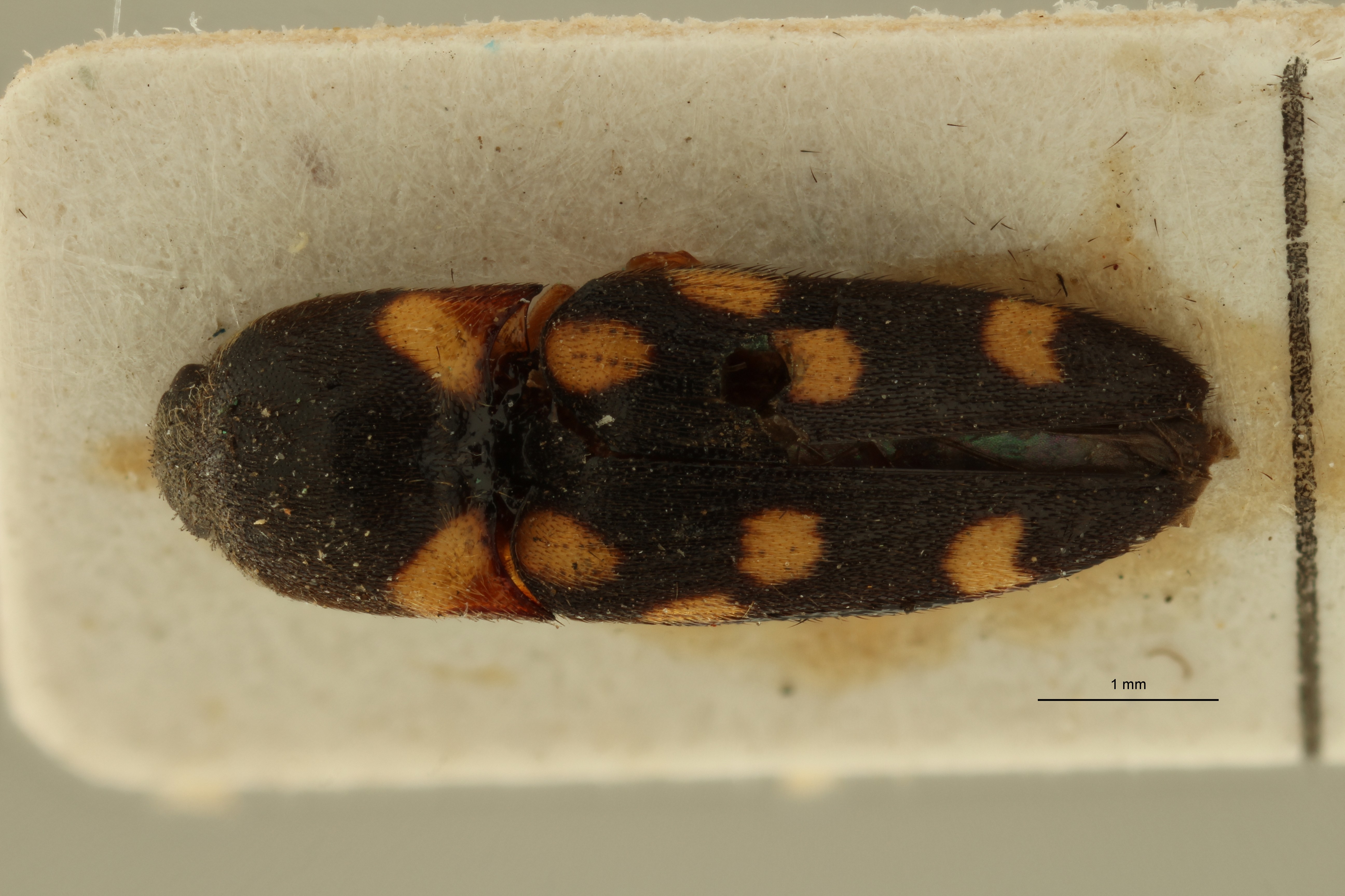Melanoxanthus decemguttatus nt D ZS PMax Scaled.jpeg