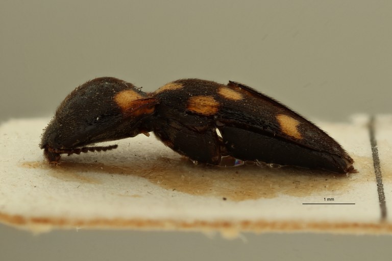 Melanoxanthus decemguttatus nt L ZS PMax Scaled.jpeg Melanoxanthus decemguttatus nt L ZS PMax Scaled.jpeg