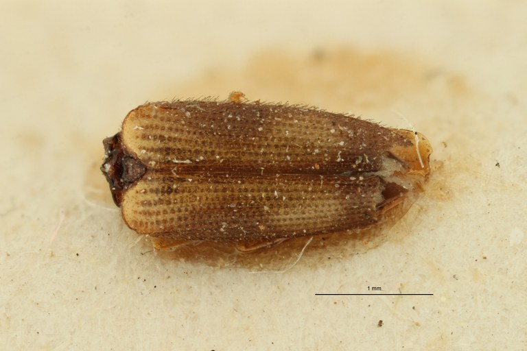 Melanoxanthus decimus t D ZS PMax Scaled.jpeg Melanoxanthus decimus t D ZS PMax Scaled.jpeg