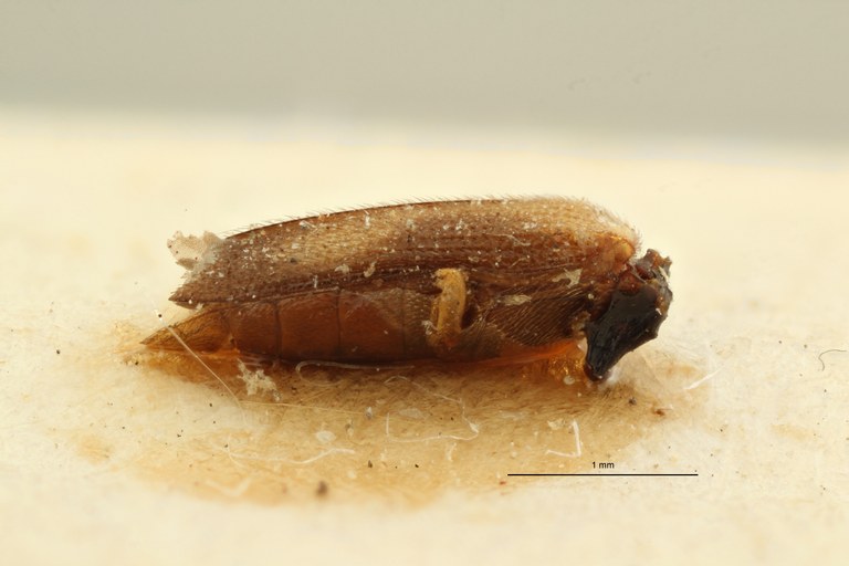 Melanoxanthus decimus t L ZS PMax Scaled.jpeg Melanoxanthus decimus t L ZS PMax Scaled.jpeg