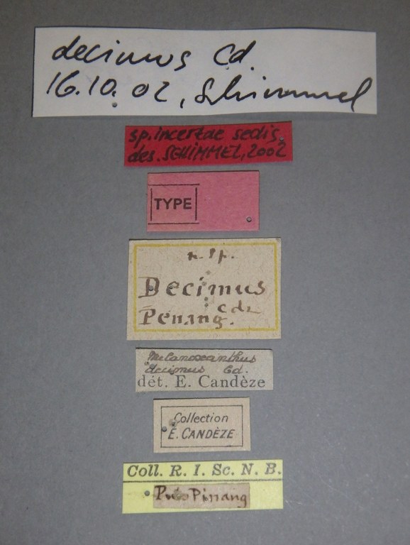 Melanoxanthus decimus t Lb.jpg Melanoxanthus decimus t Lb.jpg