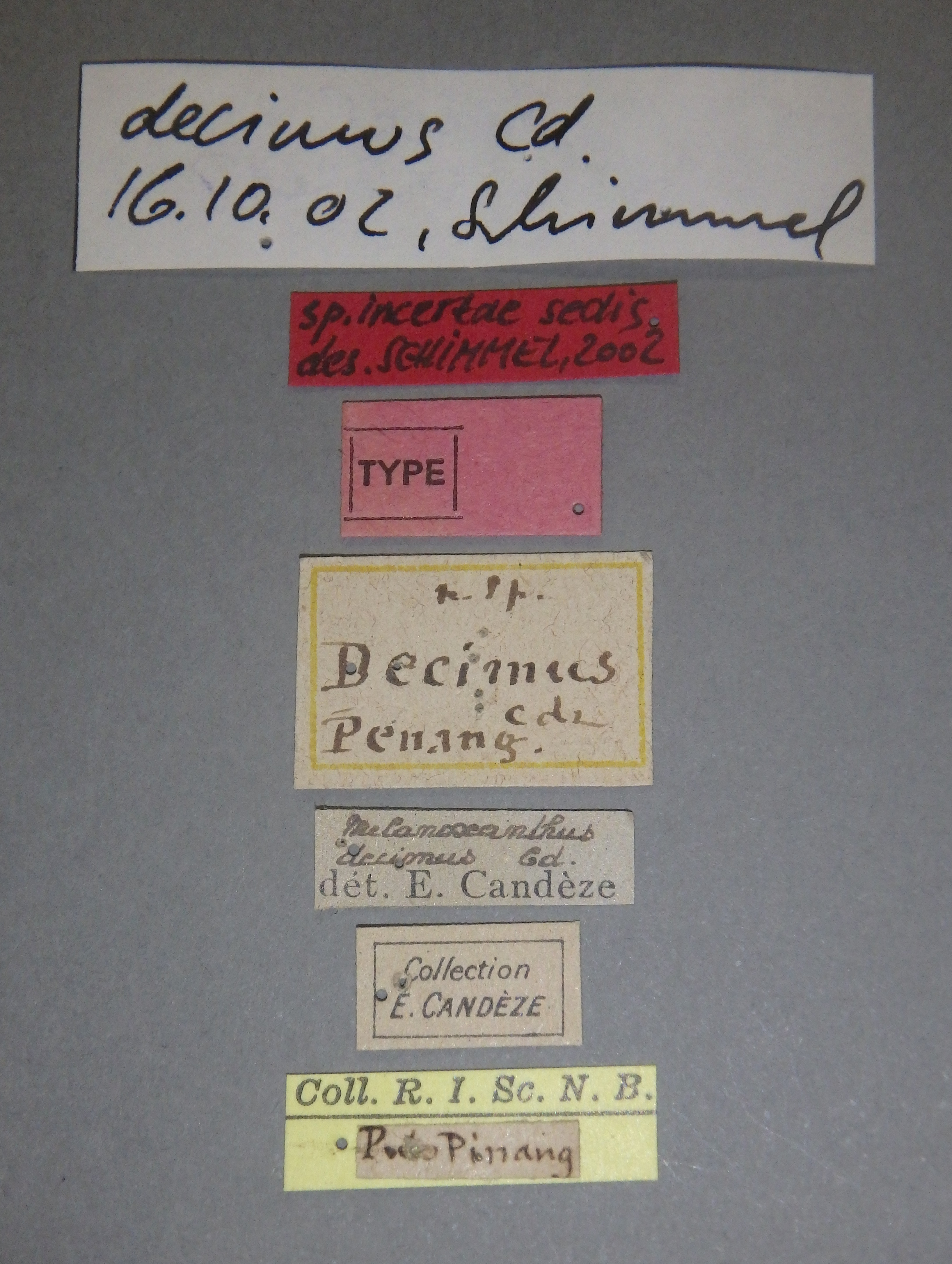 Melanoxanthus decimus t Lb.jpg