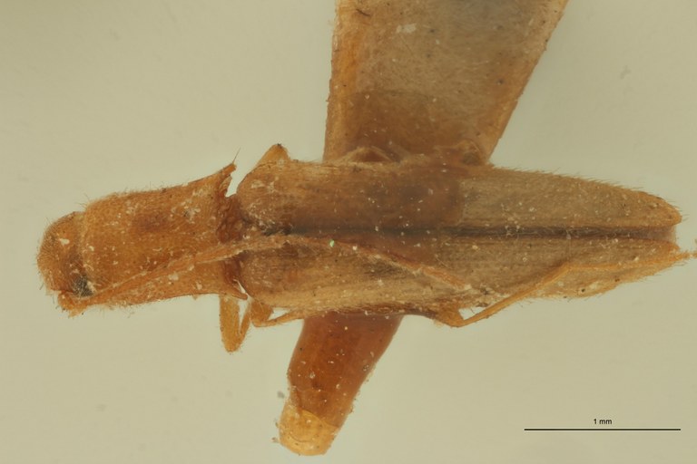 Melanoxanthus decolor T D.jpg Melanoxanthus decolor T D.jpg