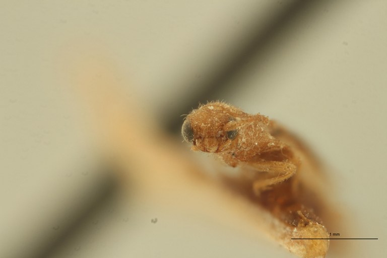 Melanoxanthus decolor T F.jpg Melanoxanthus decolor T F.jpg