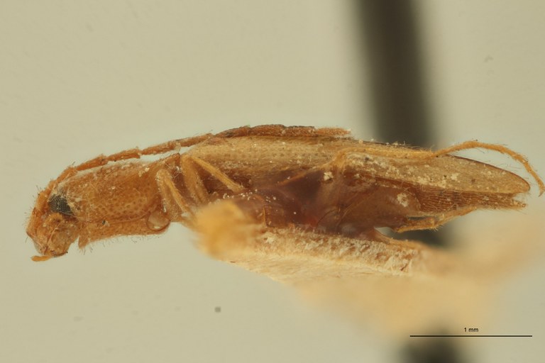 Melanoxanthus decolor T L.jpg Melanoxanthus decolor T L.jpg