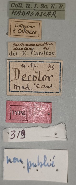 Melanoxanthus decolor T Labels.jpg Melanoxanthus decolor T Labels.jpg