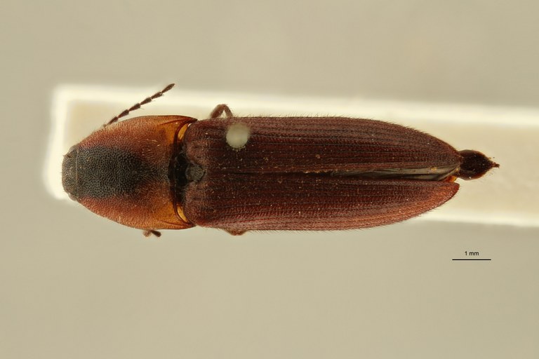 Melanoxanthus dilaticollis t D ZS PMax Scaled.jpeg Melanoxanthus dilaticollis t D ZS PMax Scaled.jpeg