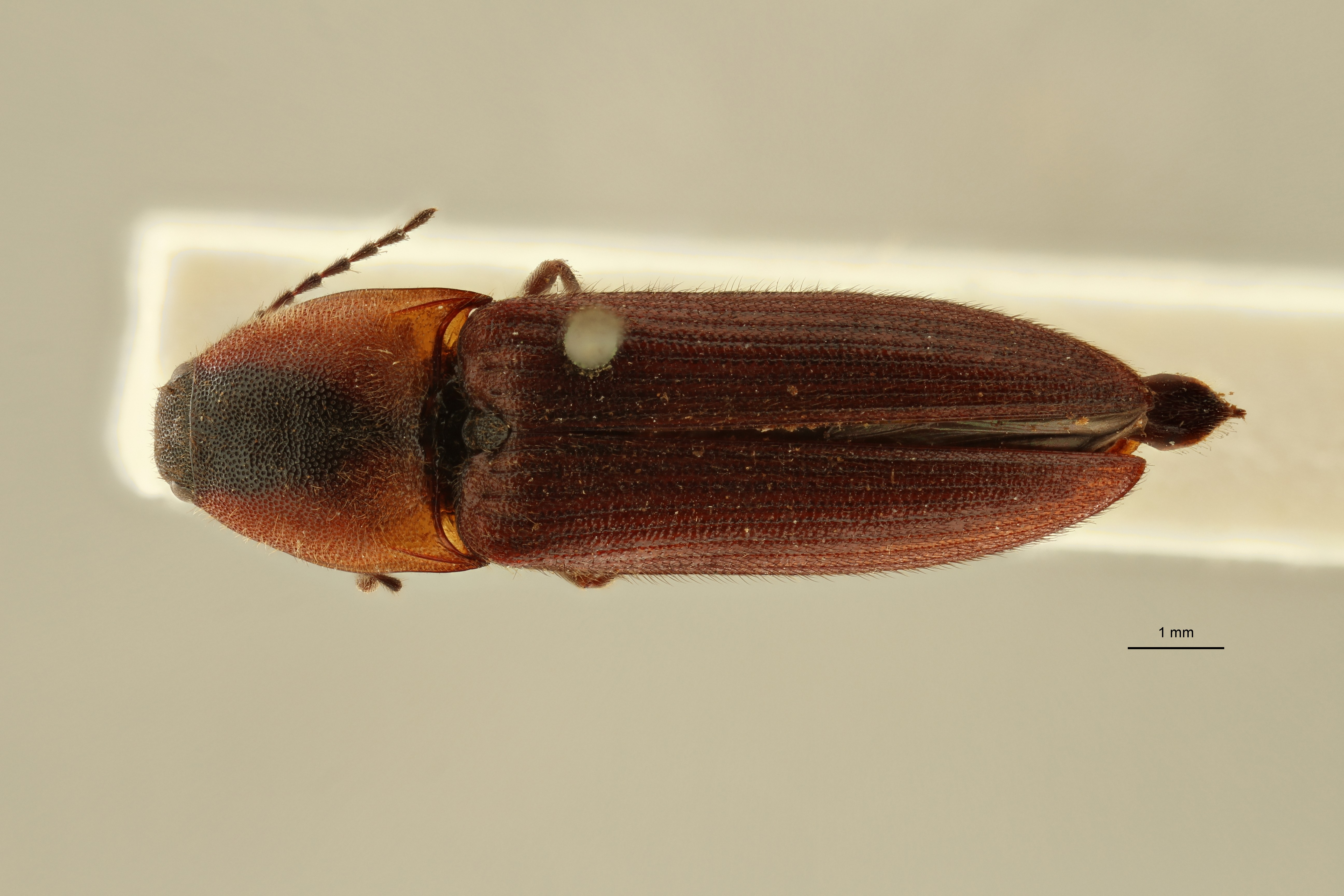 Melanoxanthus dilaticollis t D ZS PMax Scaled.jpeg