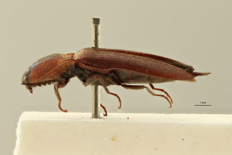 Melanoxanthus dilaticollis t L ZS PMax Scaled.jpeg Melanoxanthus dilaticollis t L ZS PMax Scaled.jpeg