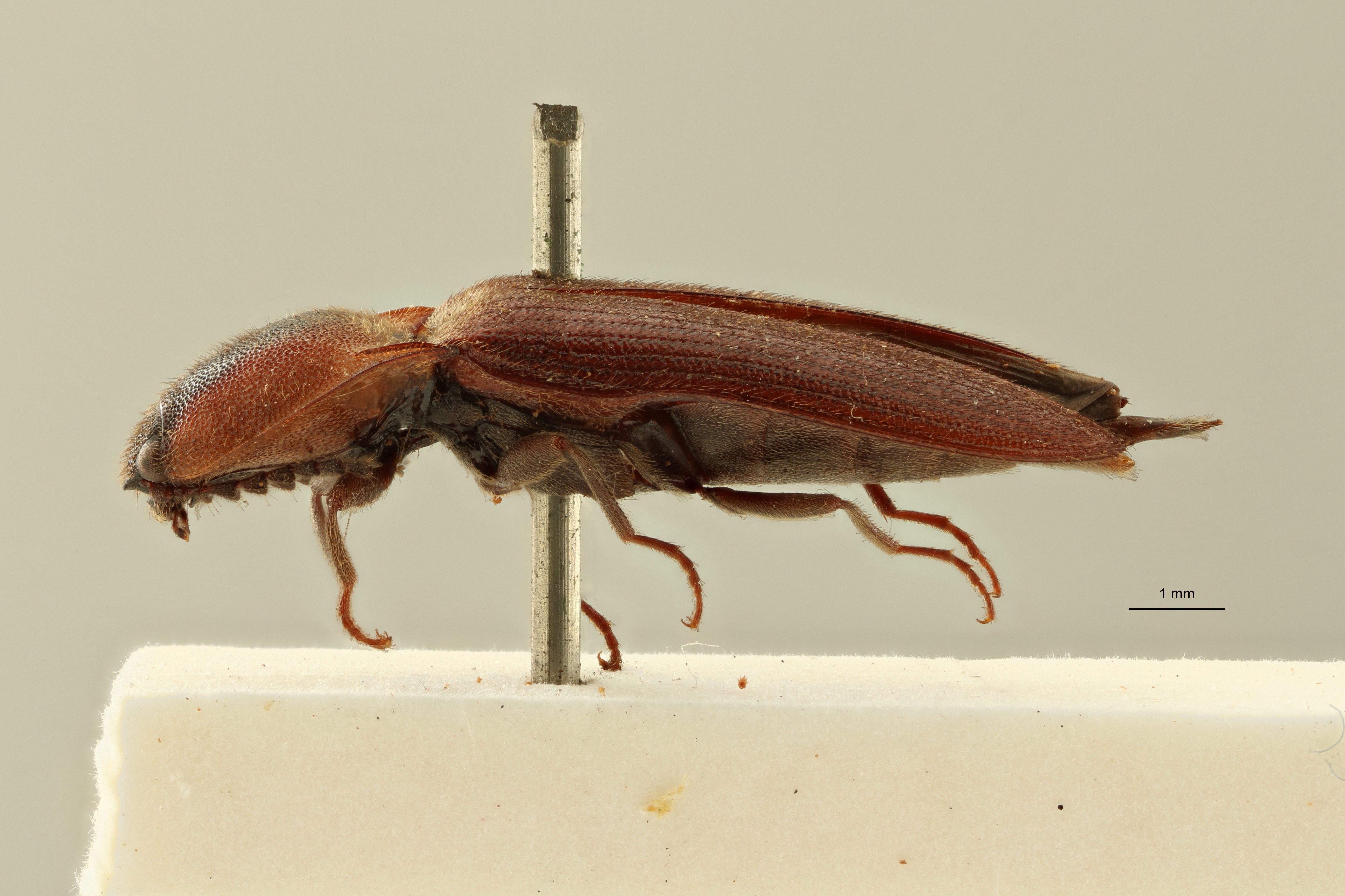 Melanoxanthus dilaticollis t L ZS PMax Scaled.jpeg
