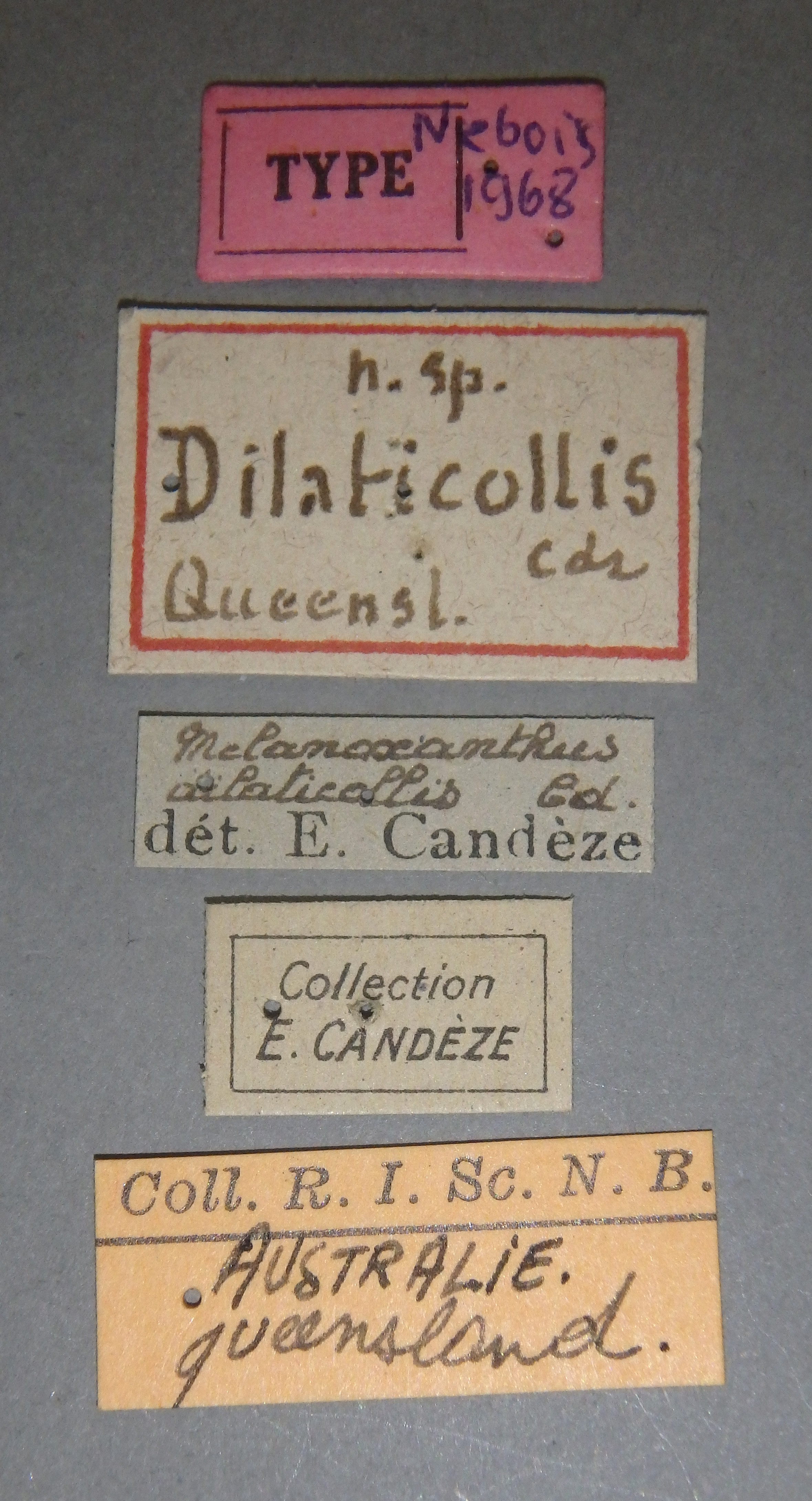 Melanoxanthus dilaticollis t Lb.jpg