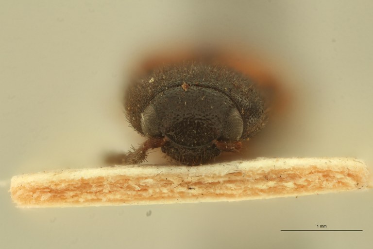Melanoxanthus dimidiatus T F.jpg Melanoxanthus dimidiatus T F.jpg