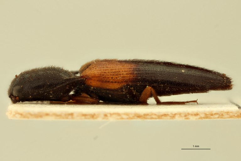 Melanoxanthus dimidiatus T L.jpg Melanoxanthus dimidiatus T L.jpg