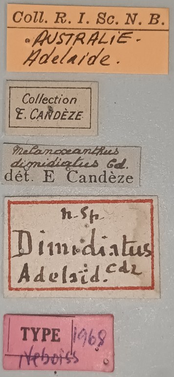 Melanoxanthus dimidiatus T Labels.jpg Melanoxanthus dimidiatus T Labels.jpg