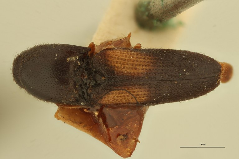 Melanoxanthus dorsatus T D.jpg