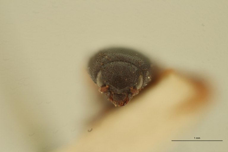 Melanoxanthus dorsatus T F.jpg