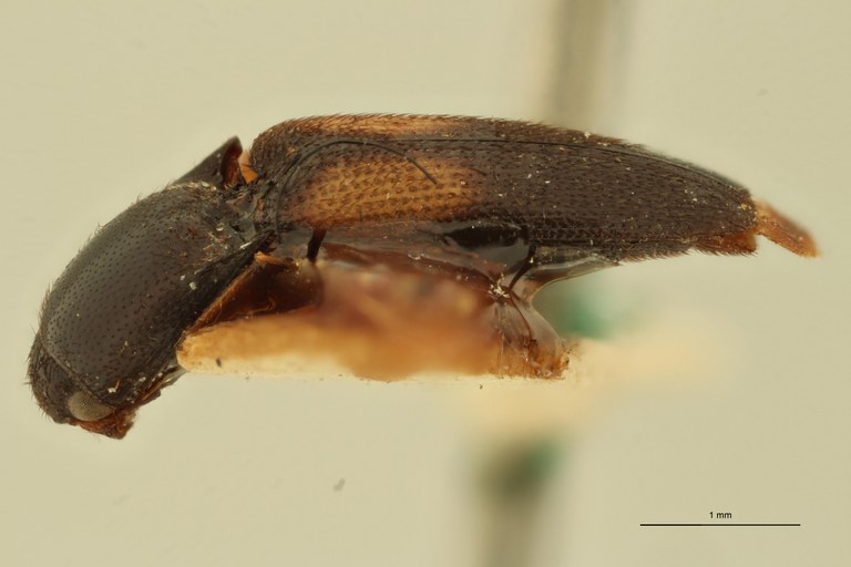 Melanoxanthus dorsatus T L.jpg