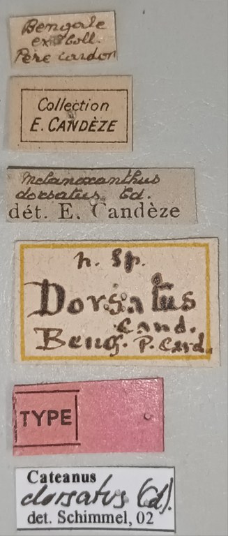 Melanoxanthus dorsatus T Labels.jpg