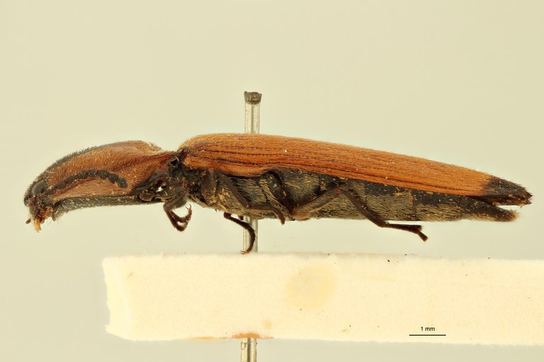 Melanoxanthus ducalis T L.jpg Melanoxanthus ducalis T L.jpg