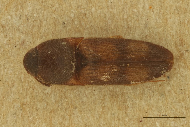 Melanoxanthus exitiosus T D.jpg