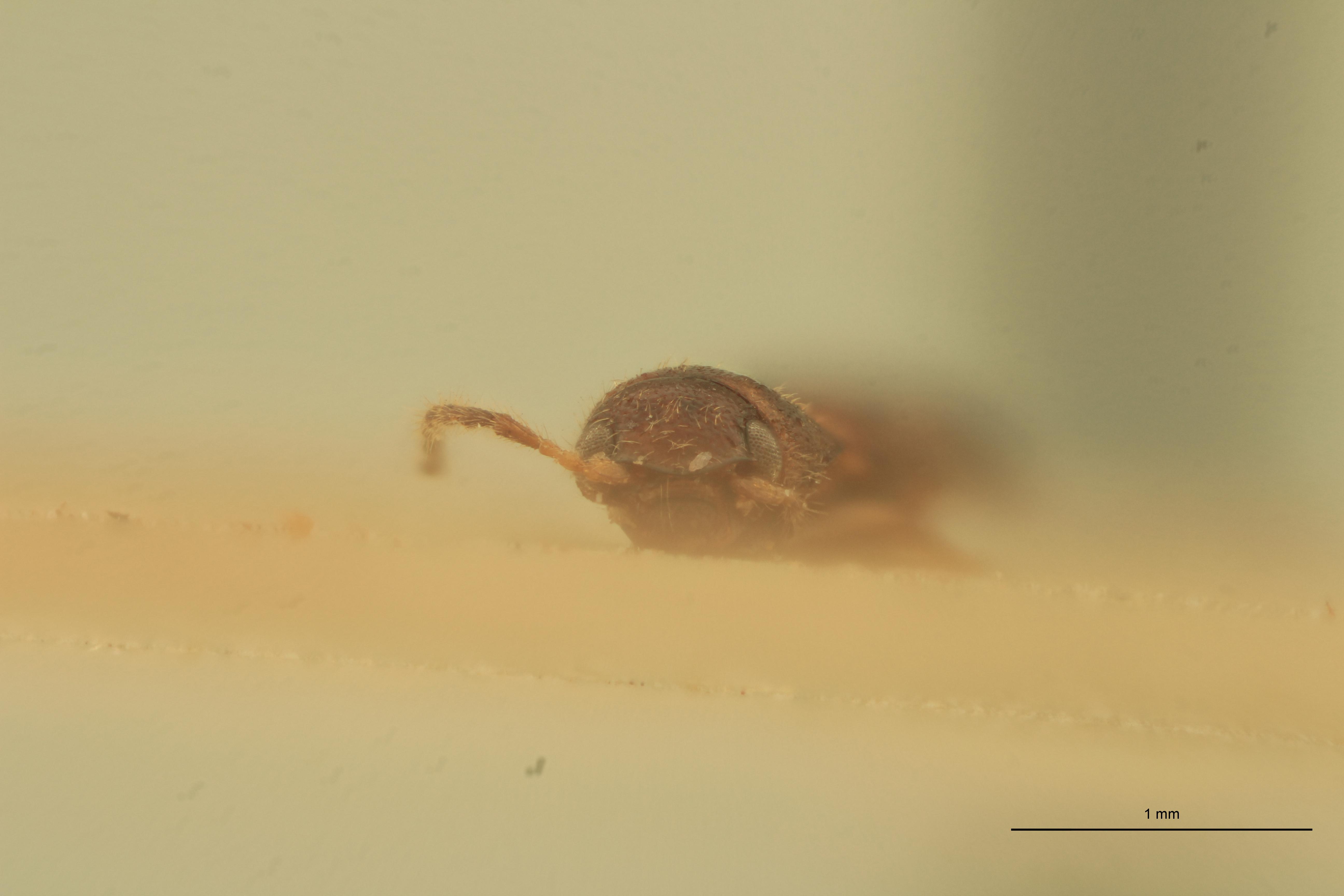 Melanoxanthus festucalis T F.jpg