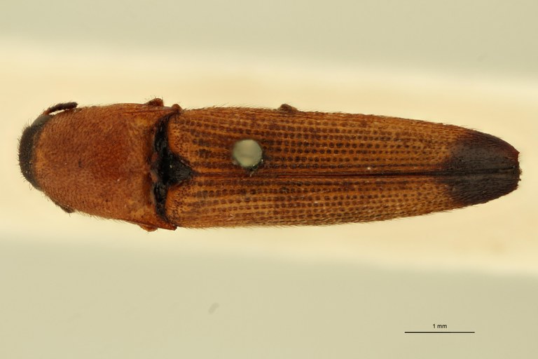 Melanoxanthus filiformis T D.jpg