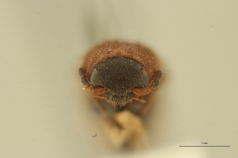 Melanoxanthus filiformis T F.jpg