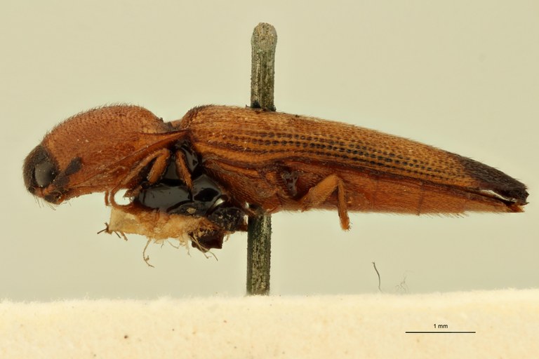 Melanoxanthus filiformis T L.jpg