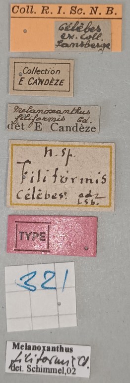 Melanoxanthus filiformis T Labels.jpg