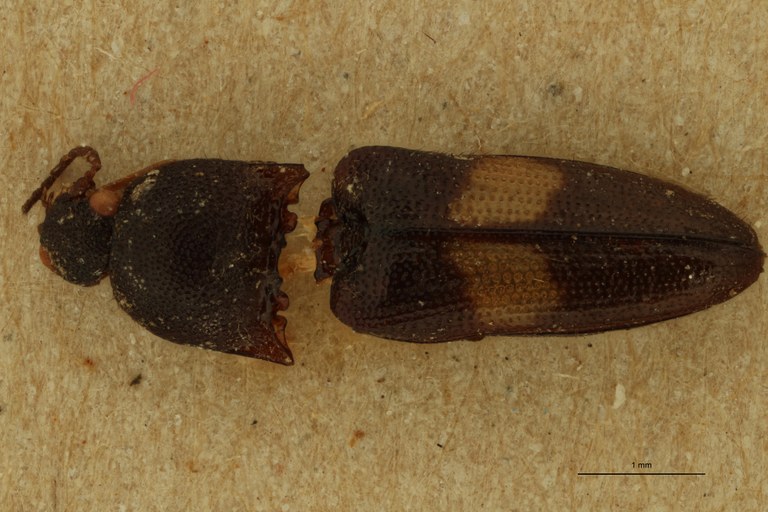 Melanoxanthus flavocinctus T D.jpg Melanoxanthus flavocinctus T D.jpg