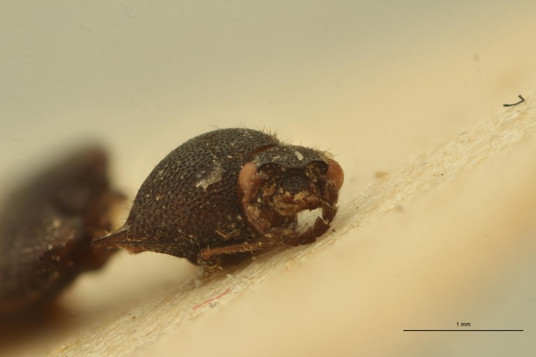Melanoxanthus flavocinctus T F.jpg Melanoxanthus flavocinctus T F.jpg