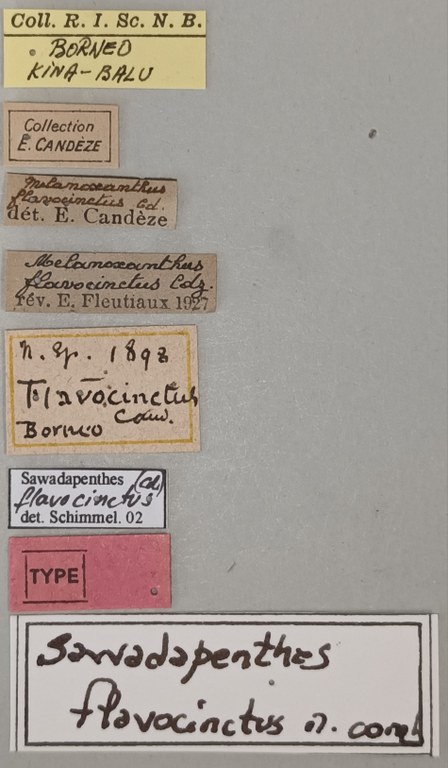 Melanoxanthus flavocinctus T Labels.jpg Melanoxanthus flavocinctus T Labels.jpg