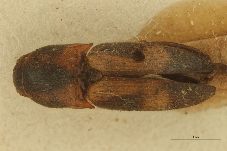 Melanoxanthus fractus T D.jpg Melanoxanthus fractus T D.jpg