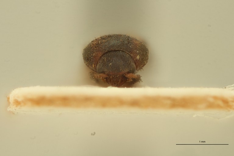 Melanoxanthus fractus T F.jpg Melanoxanthus fractus T F.jpg