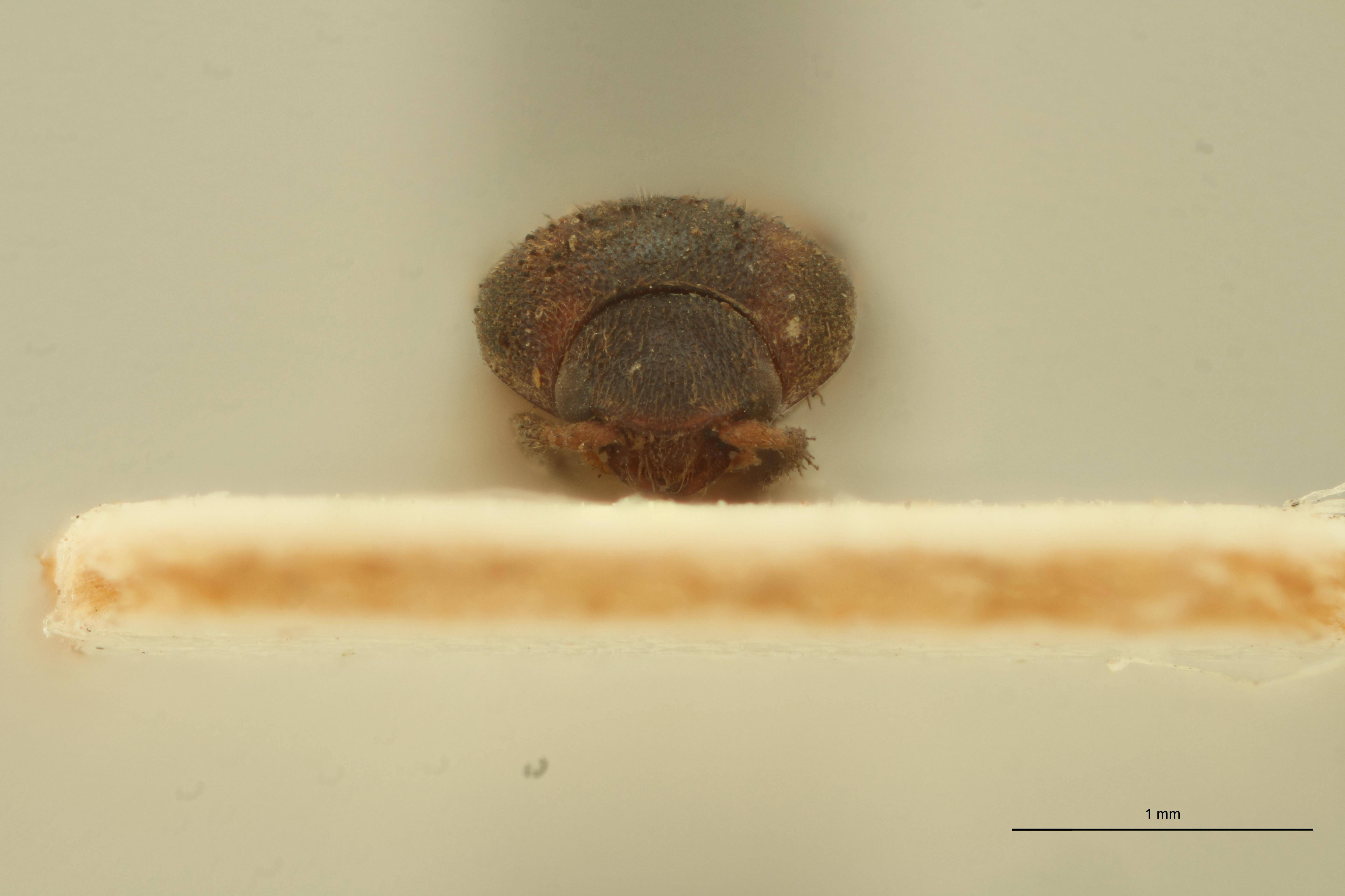 Melanoxanthus fractus T F.jpg