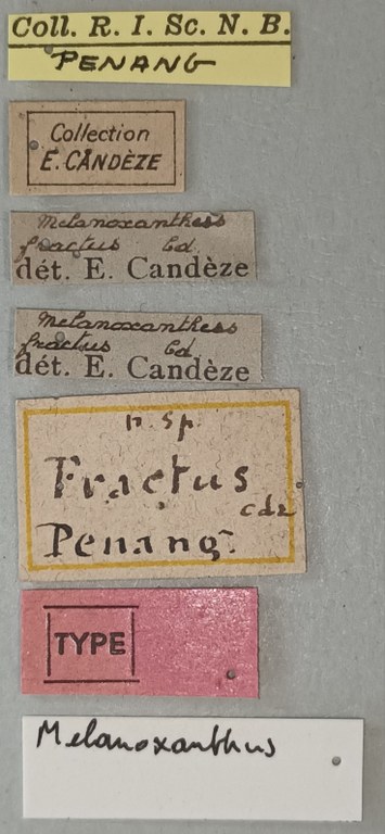 Melanoxanthus fractus T Labels.jpg Melanoxanthus fractus T Labels.jpg