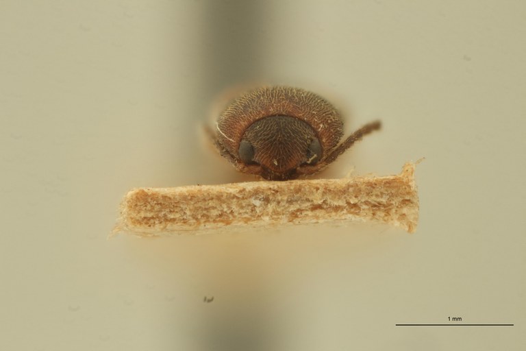 Melanoxanthus frivolus T F.jpg Melanoxanthus frivolus T F.jpg