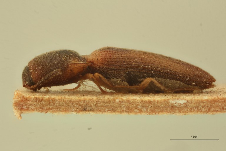 Melanoxanthus frivolus T L.jpg Melanoxanthus frivolus T L.jpg