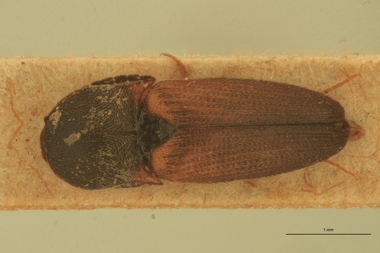 Melanoxanthus fusus T D.jpg Melanoxanthus fusus T D.jpg