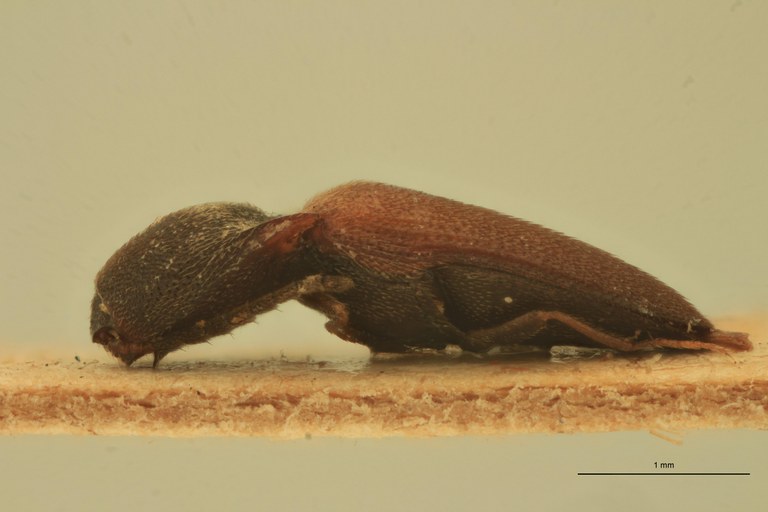 Melanoxanthus fusus T L.jpg Melanoxanthus fusus T L.jpg