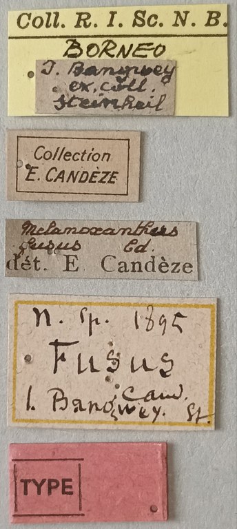 Melanoxanthus fusus T Labels.jpg Melanoxanthus fusus T Labels.jpg