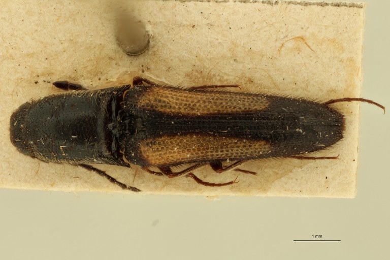 Melanoxanthus geminus T D.jpg