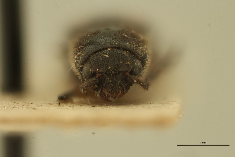 Melanoxanthus geminus T F.jpg