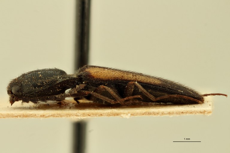 Melanoxanthus geminus T L.jpg