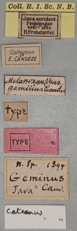 Melanoxanthus geminus T Labels.jpg