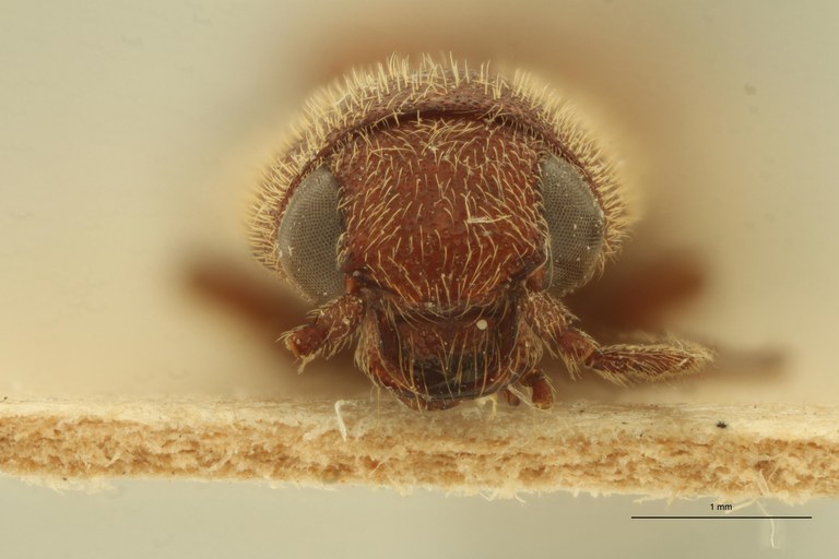 Preusselater gracilis t F ZS PMax Scaled.jpeg Preusselater gracilis t F ZS PMax Scaled.jpeg