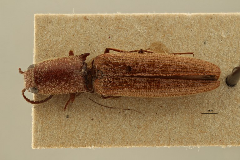 Preusselater gracilis t D ZS PMax Scaled.jpeg Preusselater gracilis t D ZS PMax Scaled.jpeg