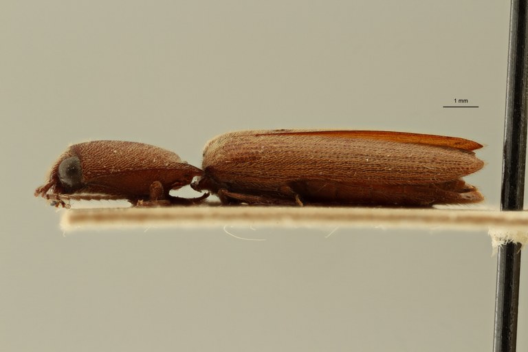 Preusselater gracilis t L ZS PMax Scaled.jpeg