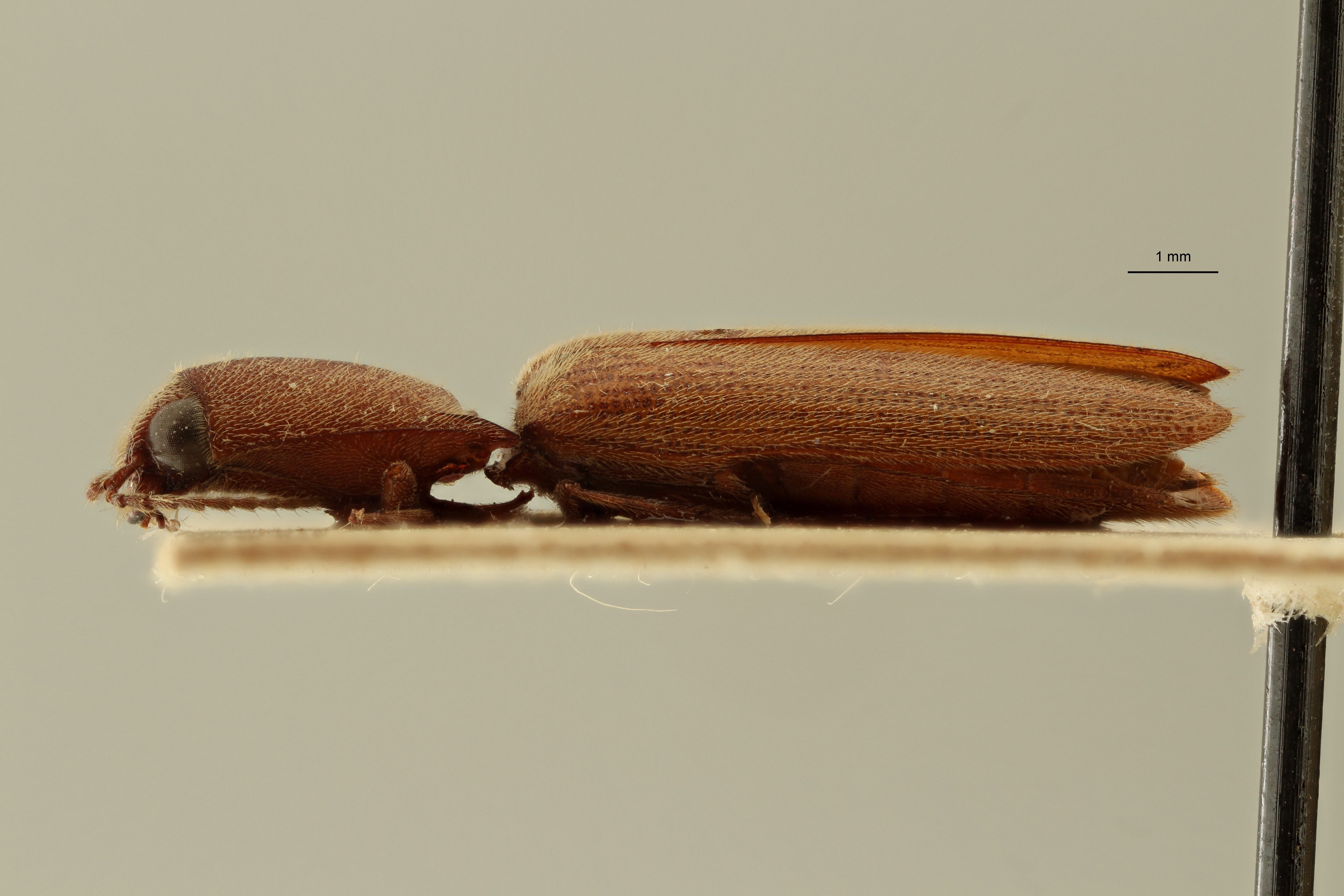 Preusselater gracilis t L ZS PMax Scaled.jpeg